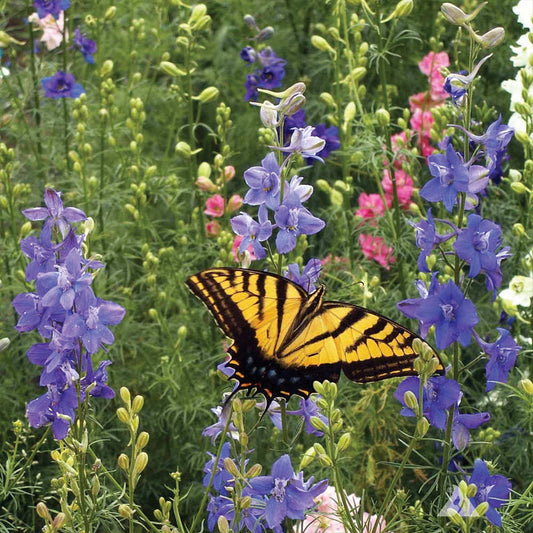 Bird and Butterfly Mix Wildflower Seeds