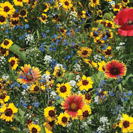 Bee Feed Mix Wildflower Seeds