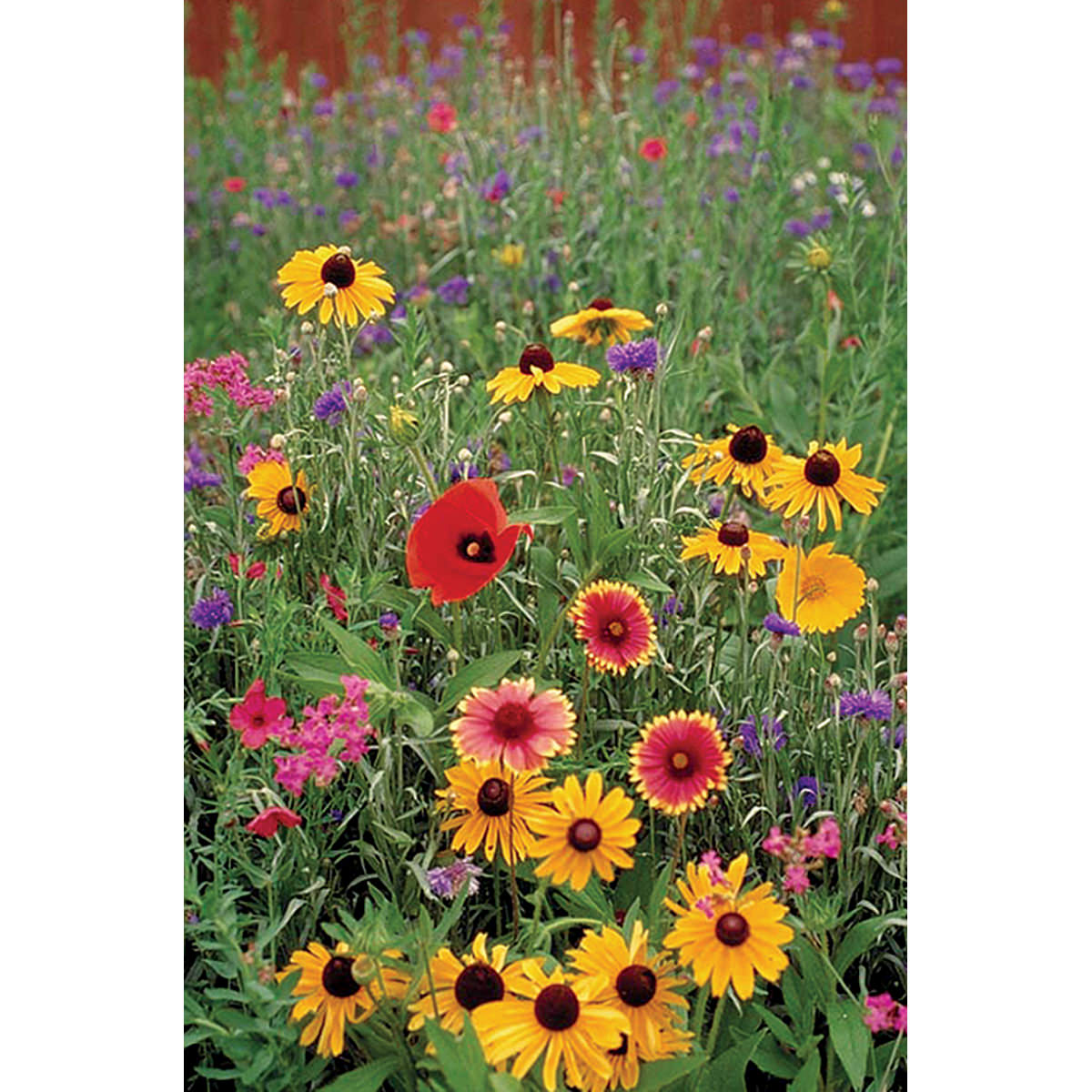 New England Meadow Mix Wildflower Seeds