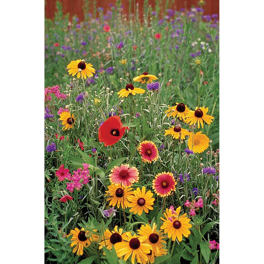 New England Meadow Mix Wildflower Seeds