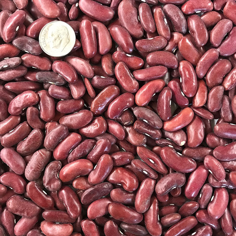 Dark Red Kidney Shell (Dry) Bean Seeds