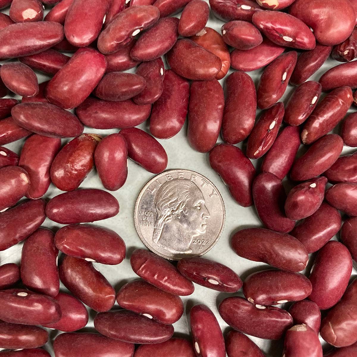 Dark Red Kidney Shell (Dry) Bean Seeds