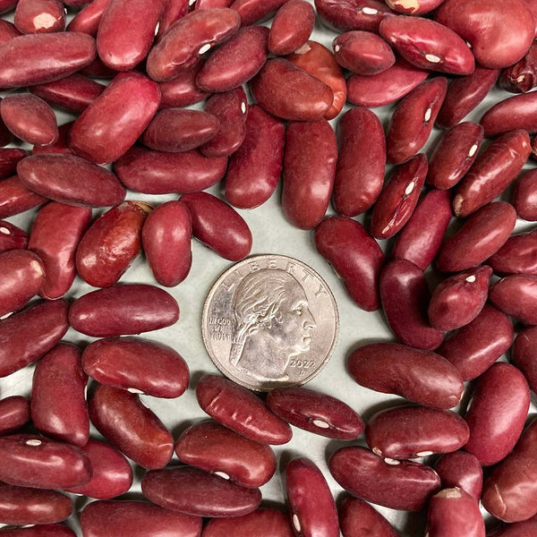 Red Shell Seeds Dark Red Kidney Shell (Dry) Bean Seeds – NE SEED