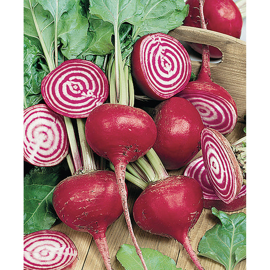 Certified Organic Chioggia Beet Seeds