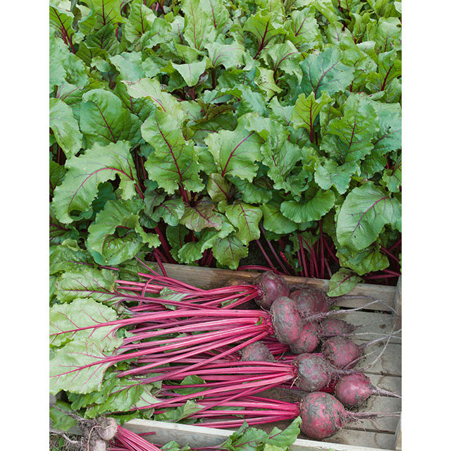 Early Wonder Tall Top Beet Seeds