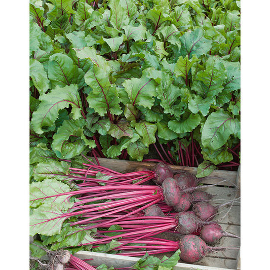 Early Wonder Tall Top Beet Seeds