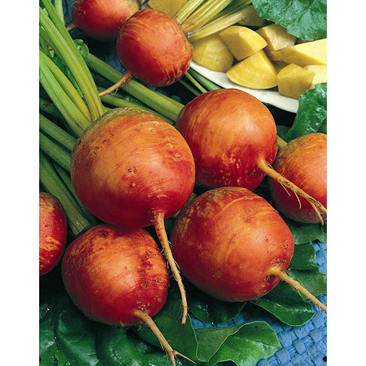 Golden Detroit Beet Seeds