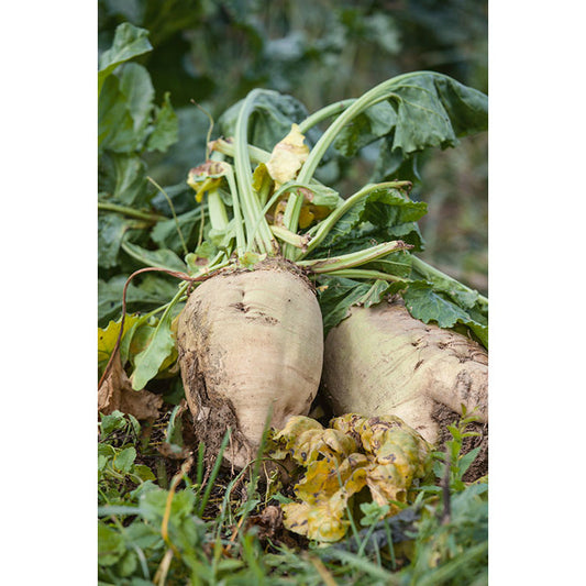 Sugar Beet Seeds