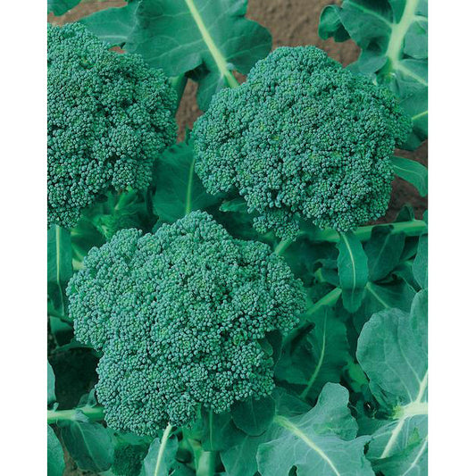 Waltham 29 Broccoli Seeds