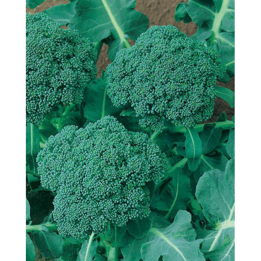 Certified Organic Waltham 29 Broccoli Seeds