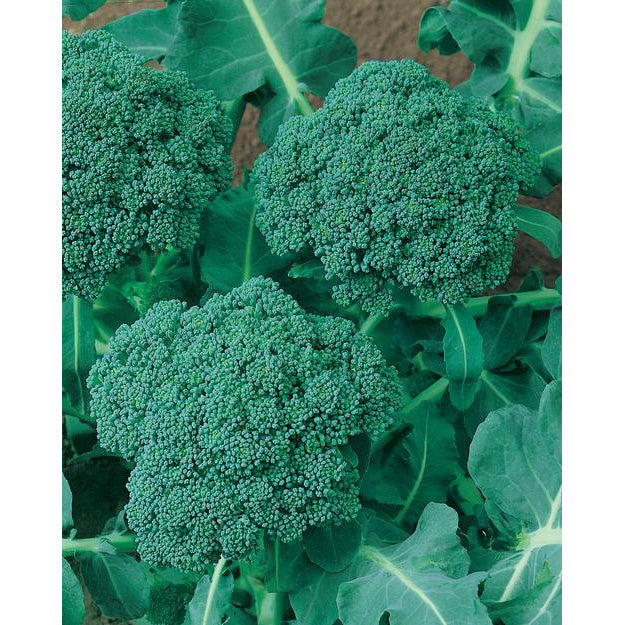 Certified Organic Waltham 29 Broccoli Seeds