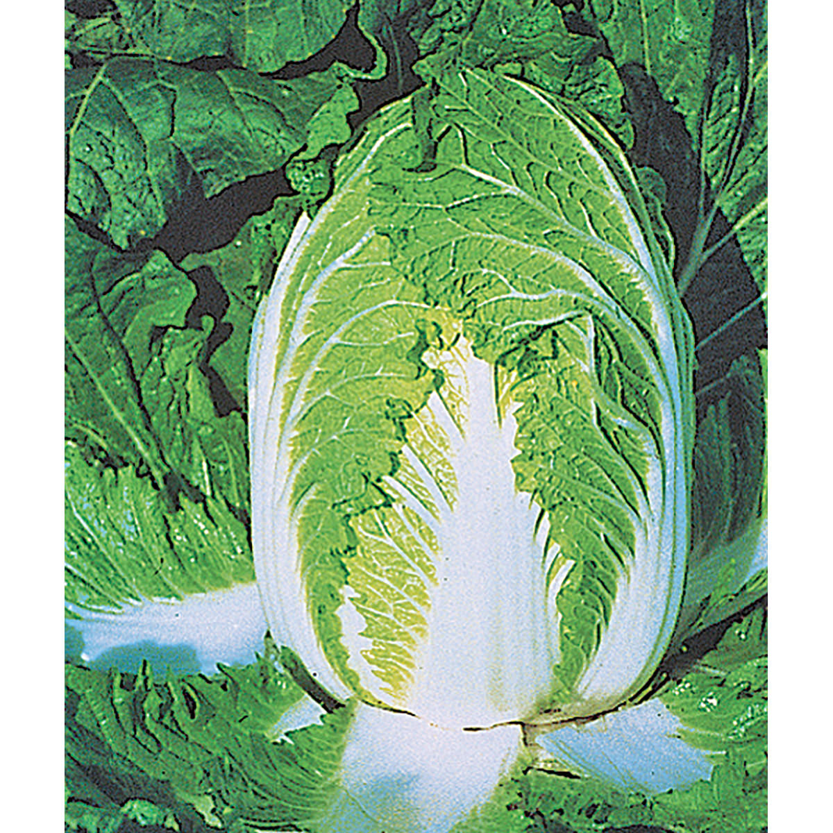 China Express F1 Hybrid Chinese Cabbage Seeds