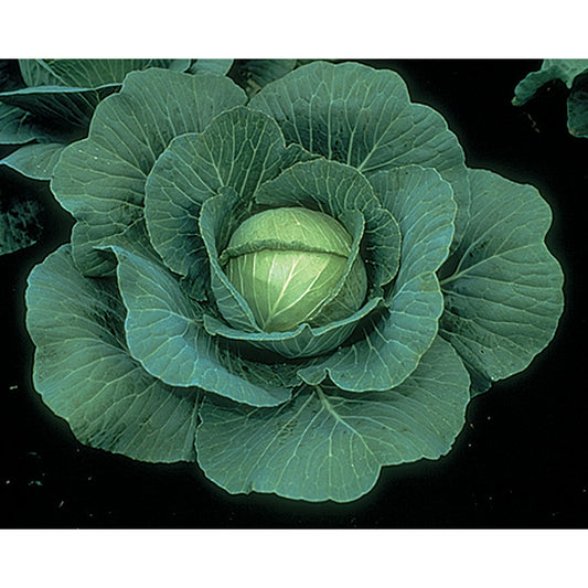 Optima Cabbage Cabbage Seeds – NE SEED