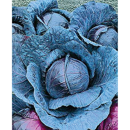 Red Express Cabbage Seeds