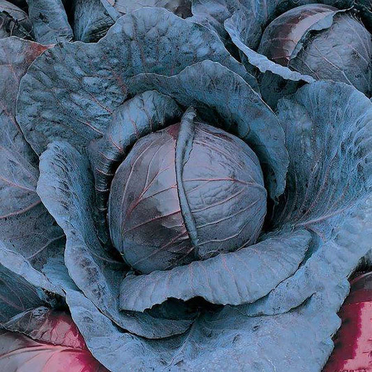 Red Acre Cabbage Seeds