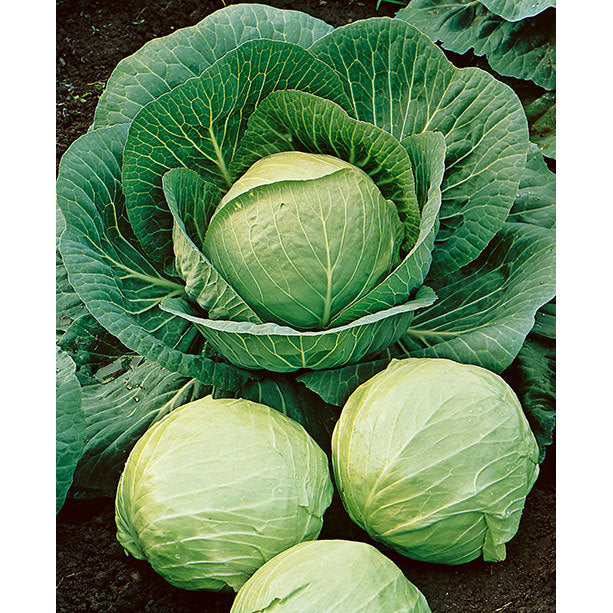 Early Round Dutch Cabbage Seeds