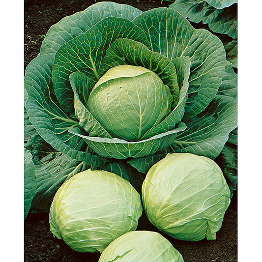 Early Round Dutch Cabbage Seeds