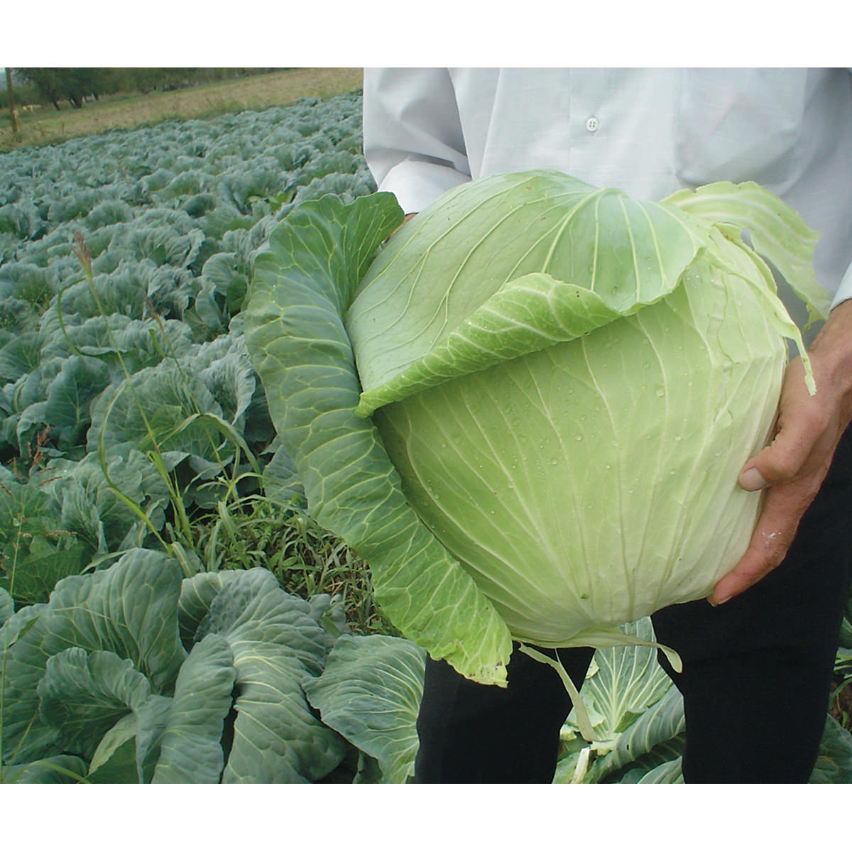 Optima Cabbage Cabbage Seeds – NE SEED