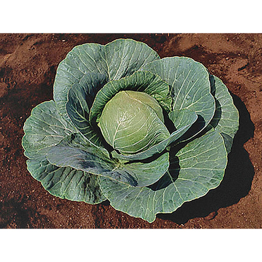 Stonehead F1 Hybrid Cabbage Seeds