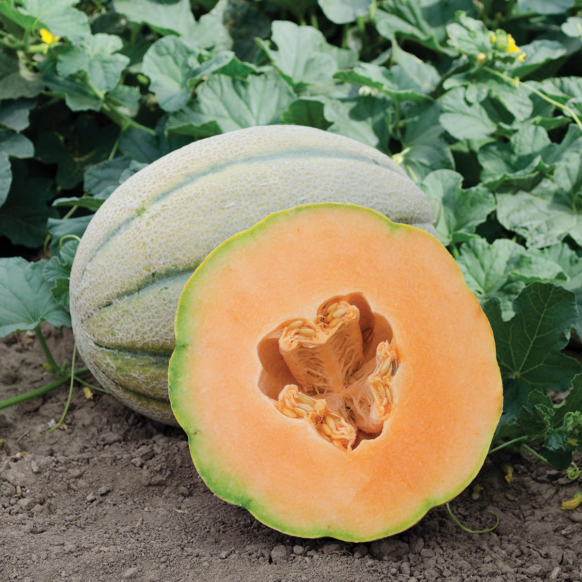 El Gordo F1 Hybrid Tuscan Style Melon Seeds