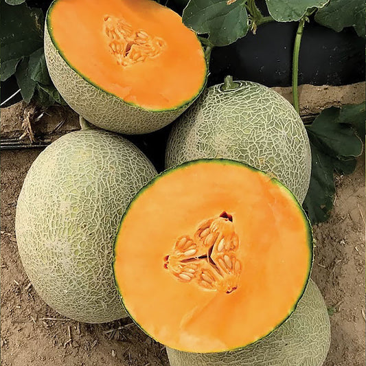 Amber Gold F1 Hybrid Extra Long Shelf Life Melon Seeds