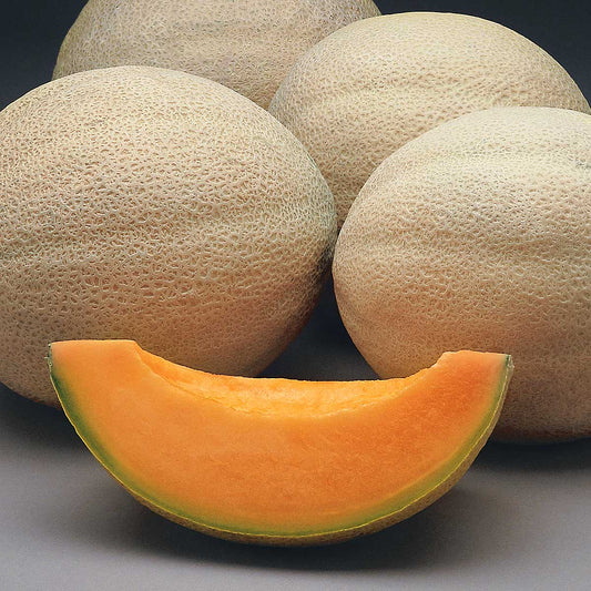 Athena F1 Hybrid Melon Seeds