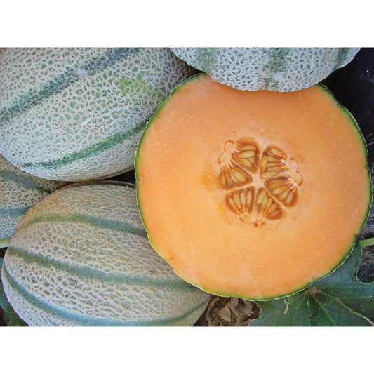 Vida F1 Hybrid Melon Seeds