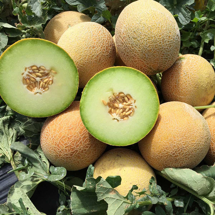 Melon & Cantaloupe – NE SEED