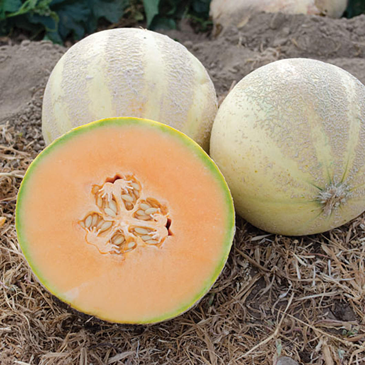 Oui F1 Hybrid French Charentais Style Melon Seeds