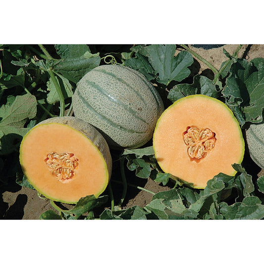 Tasty Sherbet F1 Hybrid Tuscan Type Melon Seeds