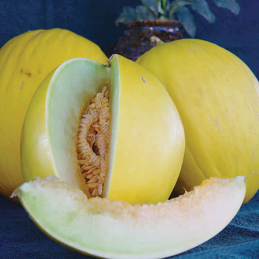 Tweety F1 Hybrid Canary Melon Seeds