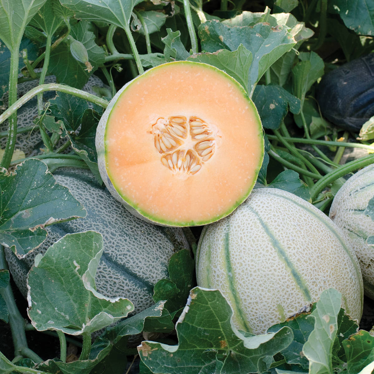 Napoli F1 Hybrid Tuscan Type Melon Seeds