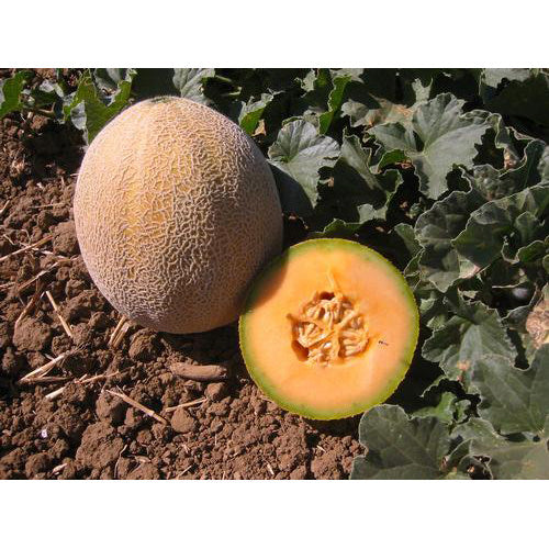 Edisto 47 Melon Seeds