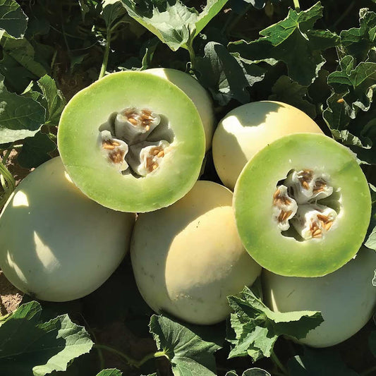 Dewey F1 Hybrid Honeydew Melon Seeds