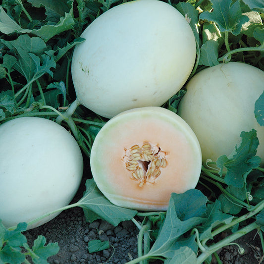 Double Dew PMT F1 Hybrid Honeydew Melon Seeds