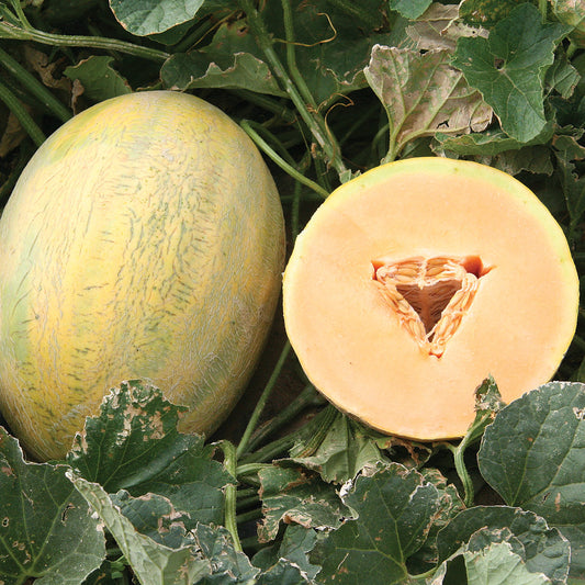 Fortune F1 Hybrid Hami Type Melon Seeds