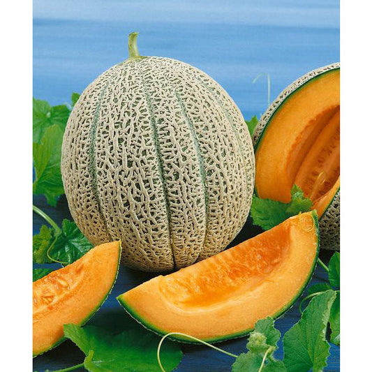 Hale’s Best Jumbo Melon Seeds