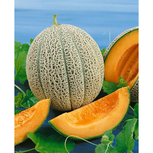 Certified Organic Hale’s Best Jumbo Melon Seeds