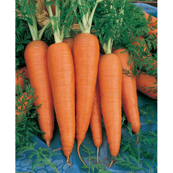 Danvers Half Long Carrot Seeds