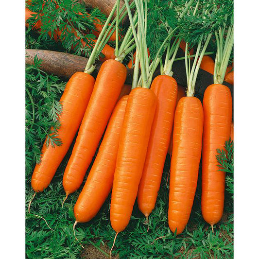 Scarlet Nantes Coreless Carrot Seeds