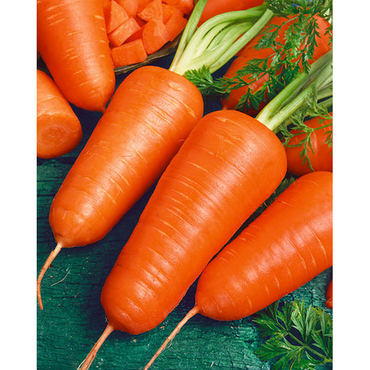 Red Core Chantenay Carrot Seeds