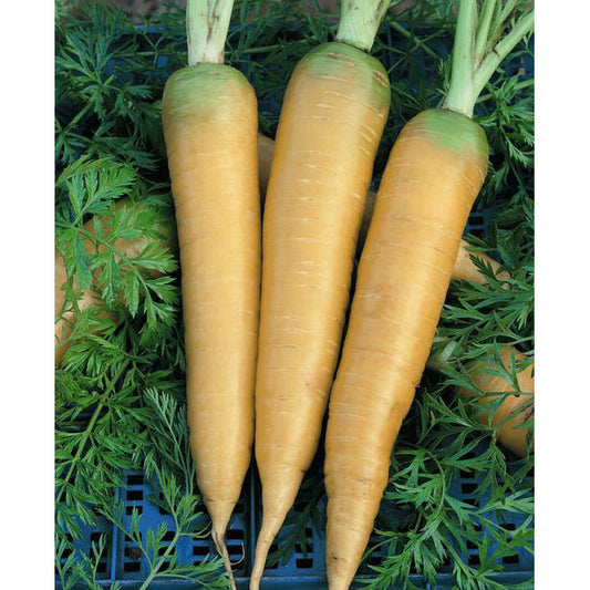 Solar Yellow Carrot Seeds