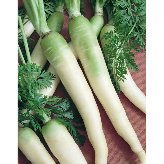 Lunar White Carrot Seeds