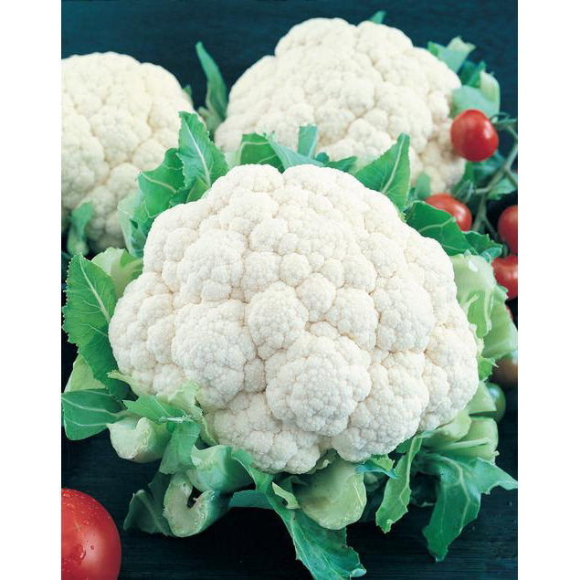 Early Snowball Cauliflower Seeds