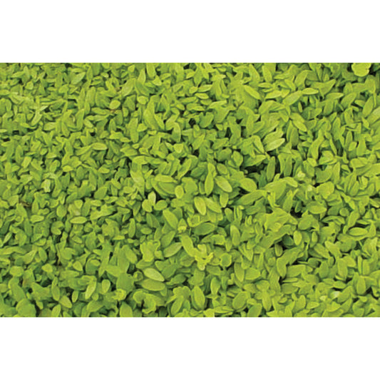 Chinese Light Green Celery Seeds