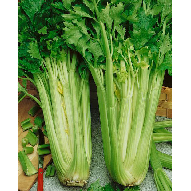 Tall Utah 52-70 Celery Seeds