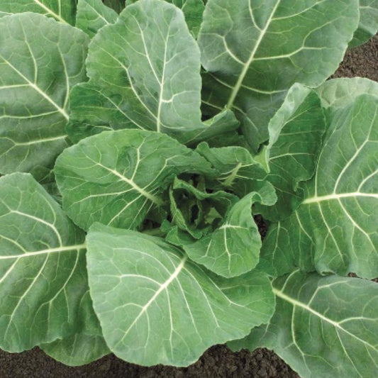Flash F1 Hybrid Collard Seeds