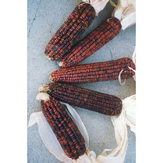 Bloody Butcher Ornamental Corn Seeds