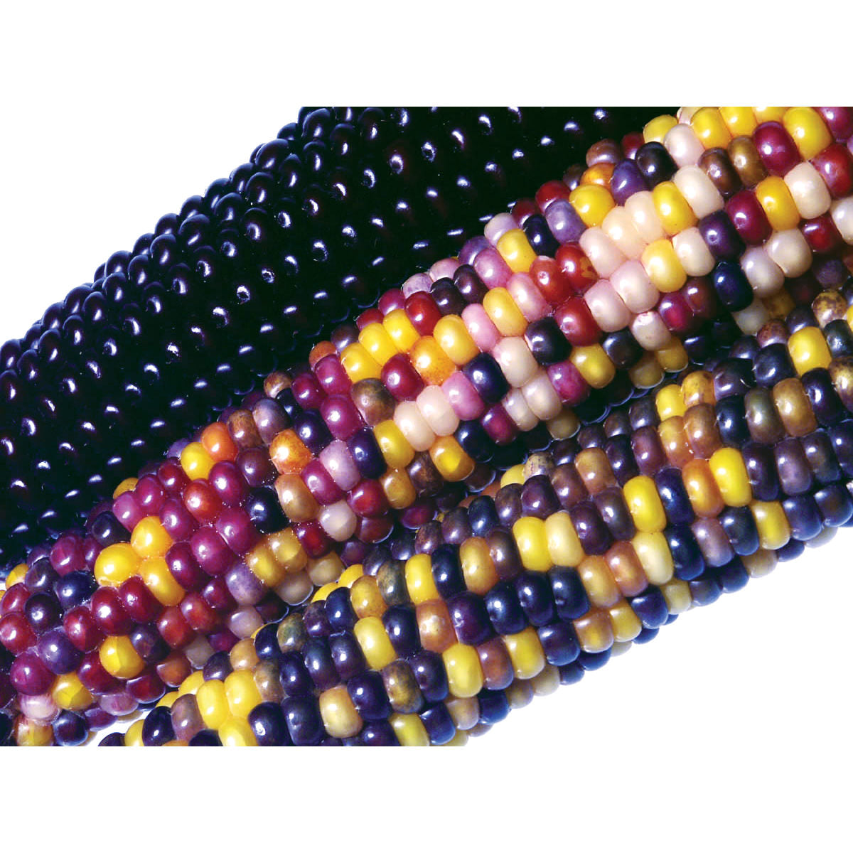 Fiesta Flint F1 Hybrid Ornamental Corn Seeds