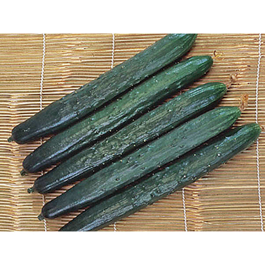 Tasty Green F1 Hybrid Cucumber Seeds